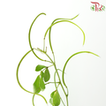 Cassia (3 Stems)