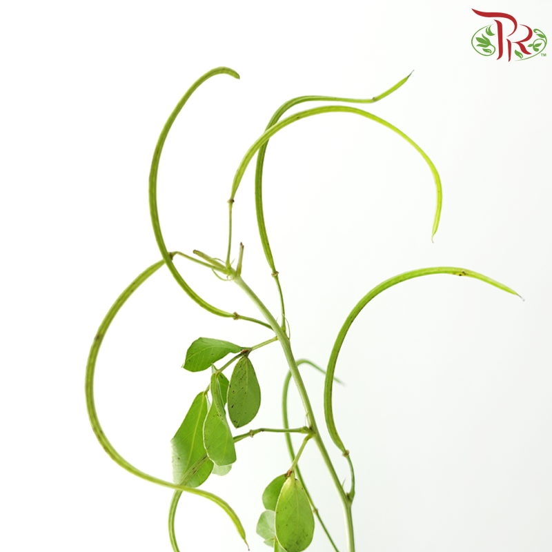 Cassia (3 Stems)