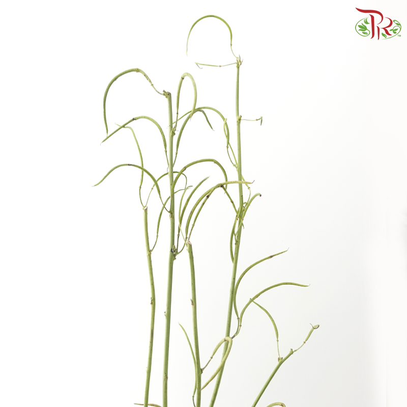 Cassia (3 Stems)