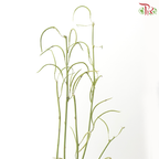 Cassia (3 Stems)