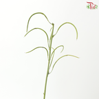 Cassia (3 Stems)