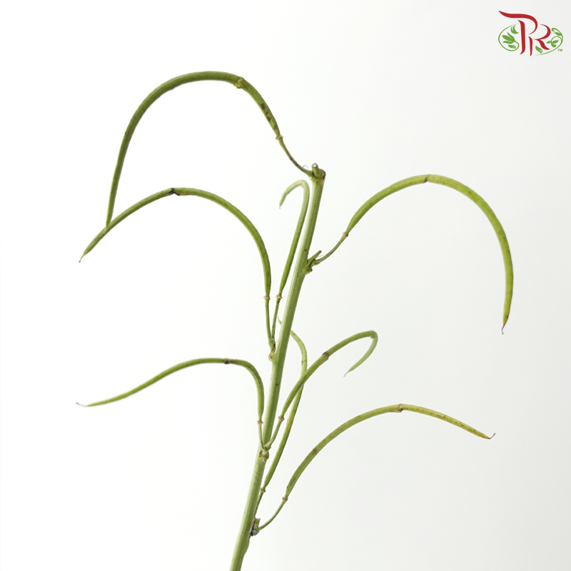 Cassia (3 Stems)