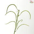 Cassia (3 Stems)
