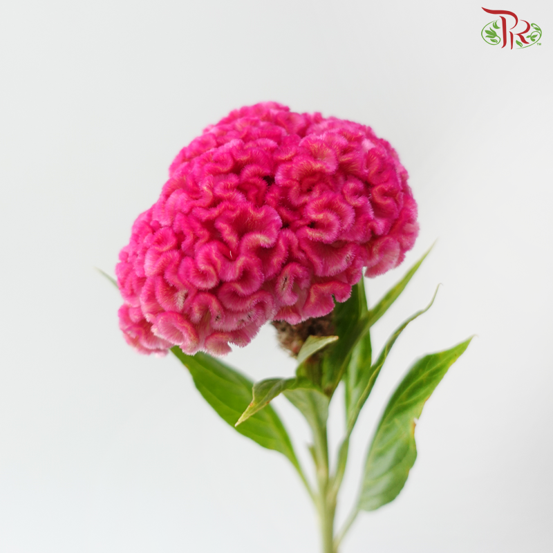 Celosia Round - Cherry Pink (3 Stems)