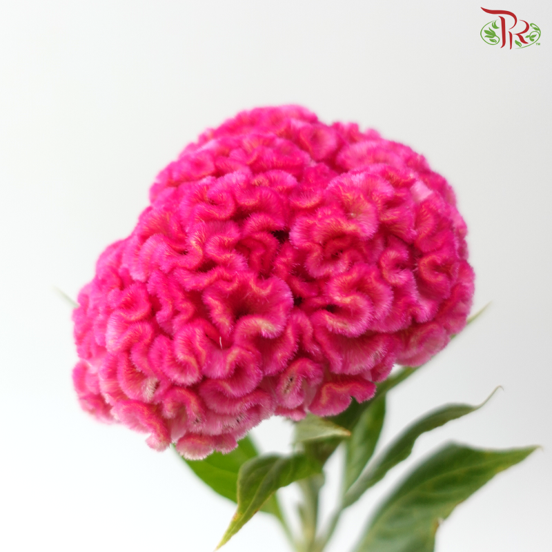 Celosia Round - Cherry Pink (3 Stems)