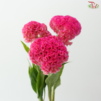 Celosia Round - Cherry Pink (3 Stems)