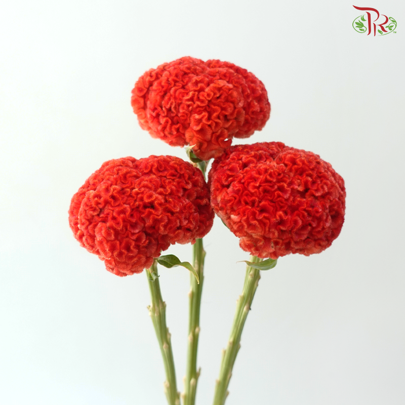 Celosia Round - Orange (3 Stems)