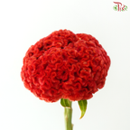 Celosia Round - Orange (3 Stems)