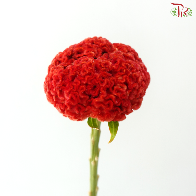 Celosia Round - Orange (3 Stems)