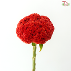 Celosia Round - Orange (3 Stems)