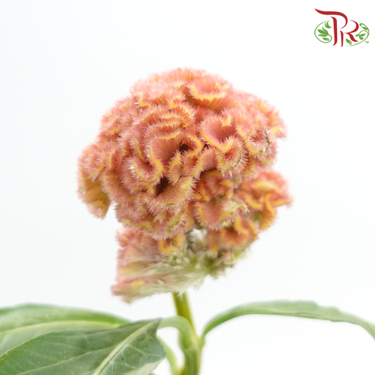 Celosia Round - Apricot Peach (5 Stems)