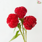 Celosia Round - Dark Cherry Pink (3 Stems)