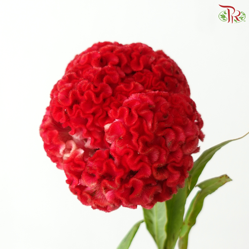 Celosia Round - Dark Cherry Pink (3 Stems)