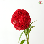 Celosia Round - Dark Cherry Pink (3 Stems)