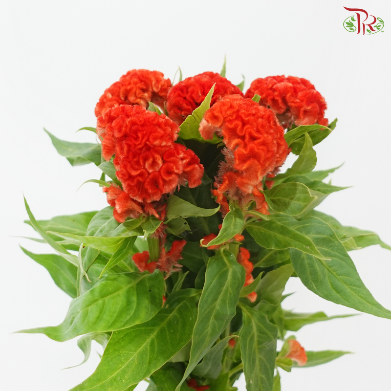 Celosia Cristata Round  - Orange (5 Stems)
