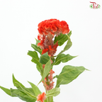 Celosia Cristata Round  - Orange (5 Stems)