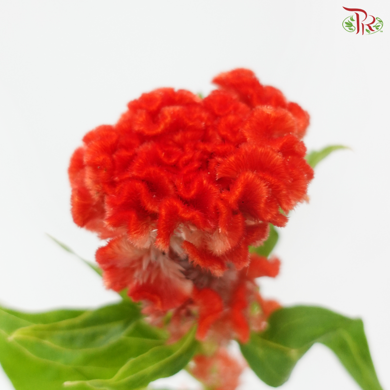 Celosia Cristata Round  - Orange (5 Stems)