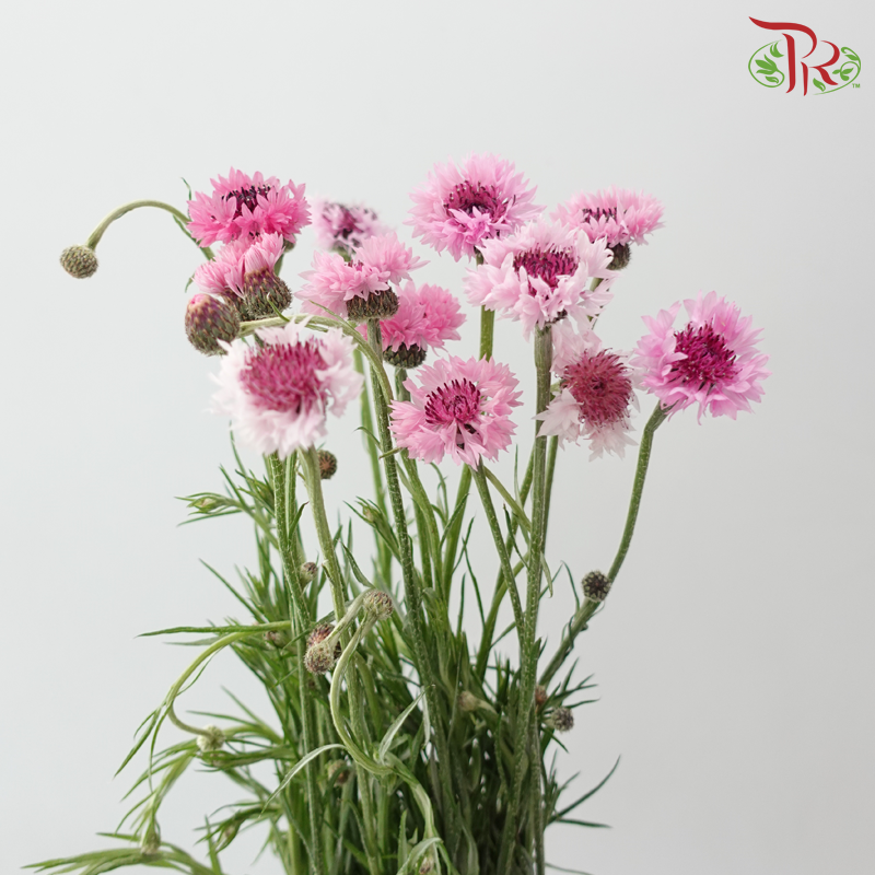 Centaurea (Corn Flower) - Pink (Per Bunch)