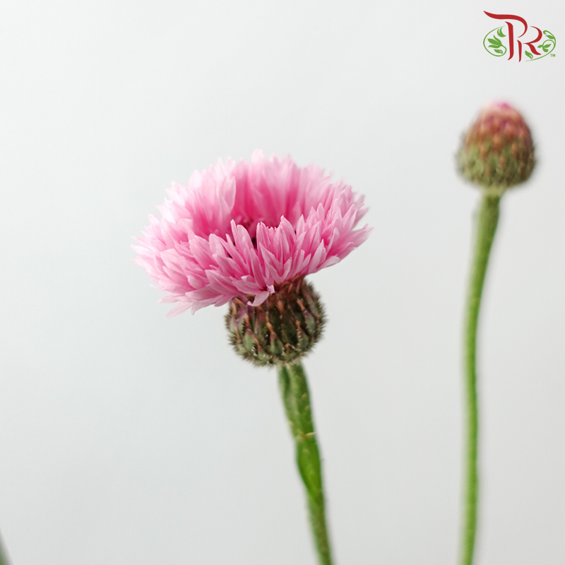 Centaurea (Corn Flower) - Pink (Per Bunch)