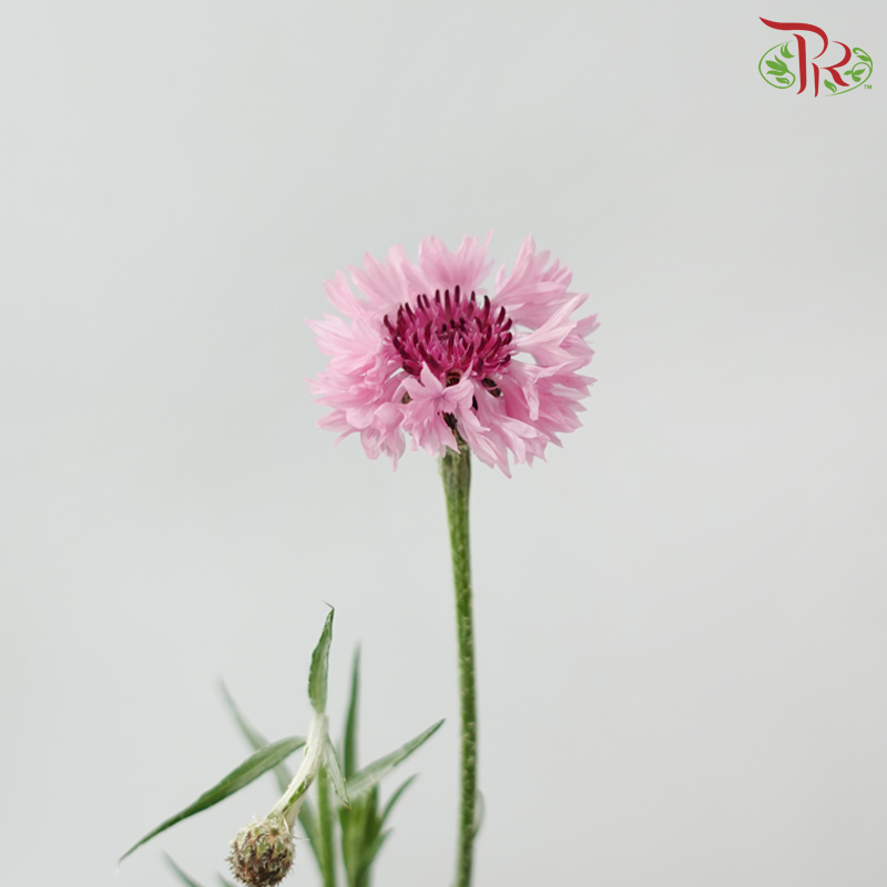 Centaurea (Corn Flower) - Pink (Per Bunch)