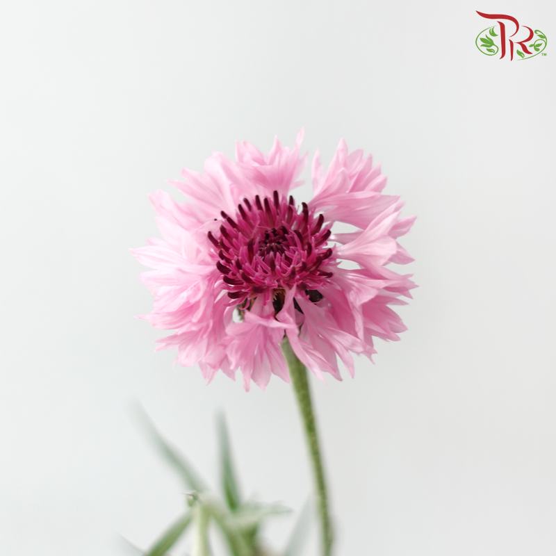 Centaurea (Corn Flower) - Pink (Per Bunch)