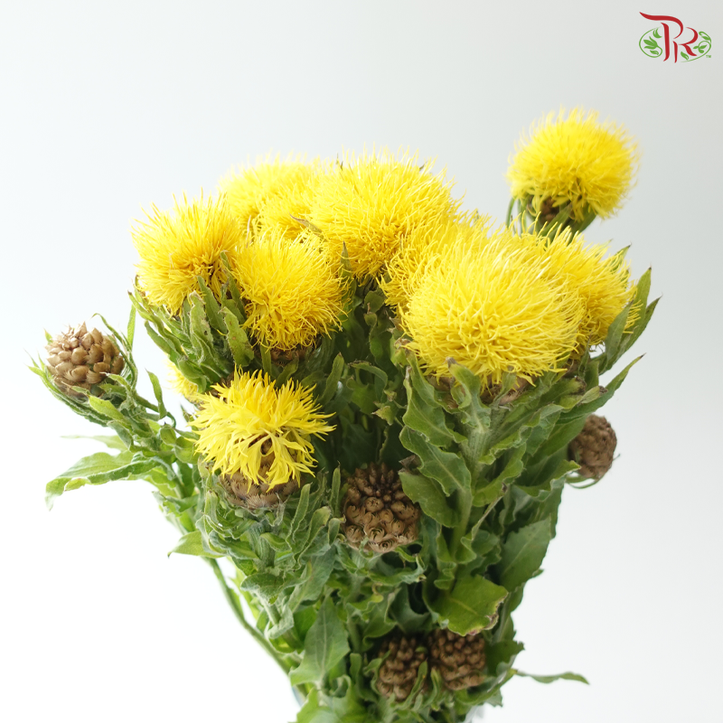 Centaurea Macrocephala Yellow (10 Stems)