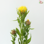 Centaurea Macrocephala Yellow (10 Stems)