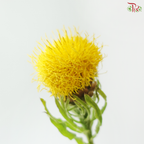 Centaurea Macrocephala Yellow (10 Stems)