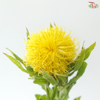 Centaurea Macrocephala Yellow (10 Stems)