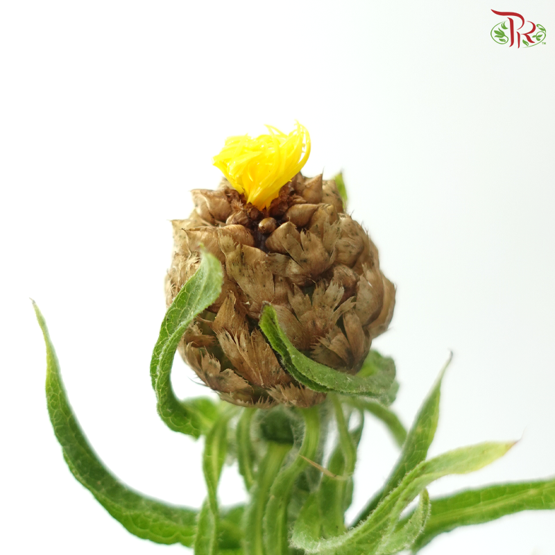 Centaurea Macrocephala Yellow (10 Stems)