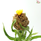 Centaurea Macrocephala Yellow (10 Stems)