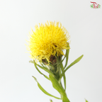 Centaurea Macrocephala Yellow (10 Stems)