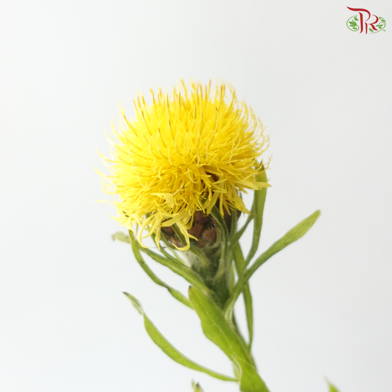 Centaurea Macrocephala Yellow (10 Stems)