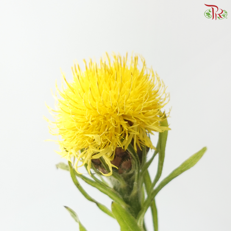 Centaurea Macrocephala Yellow (10 Stems)