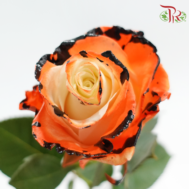 Rose Dark Pumpkin (10 Stems) Same day delivery by Pudu Ria Florist