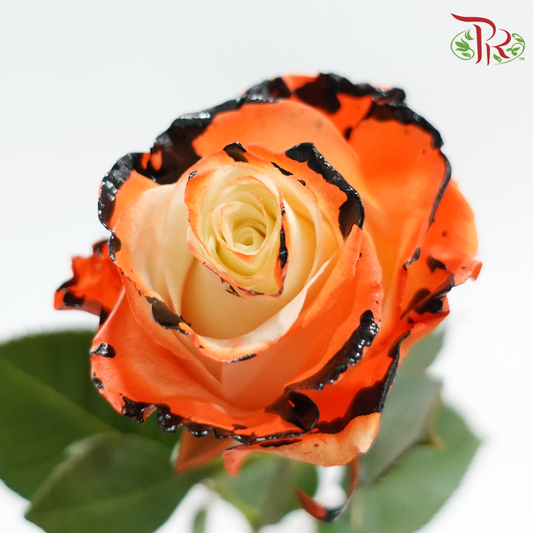 Ceres Rose - Dark Pumpkin (10 Stems)