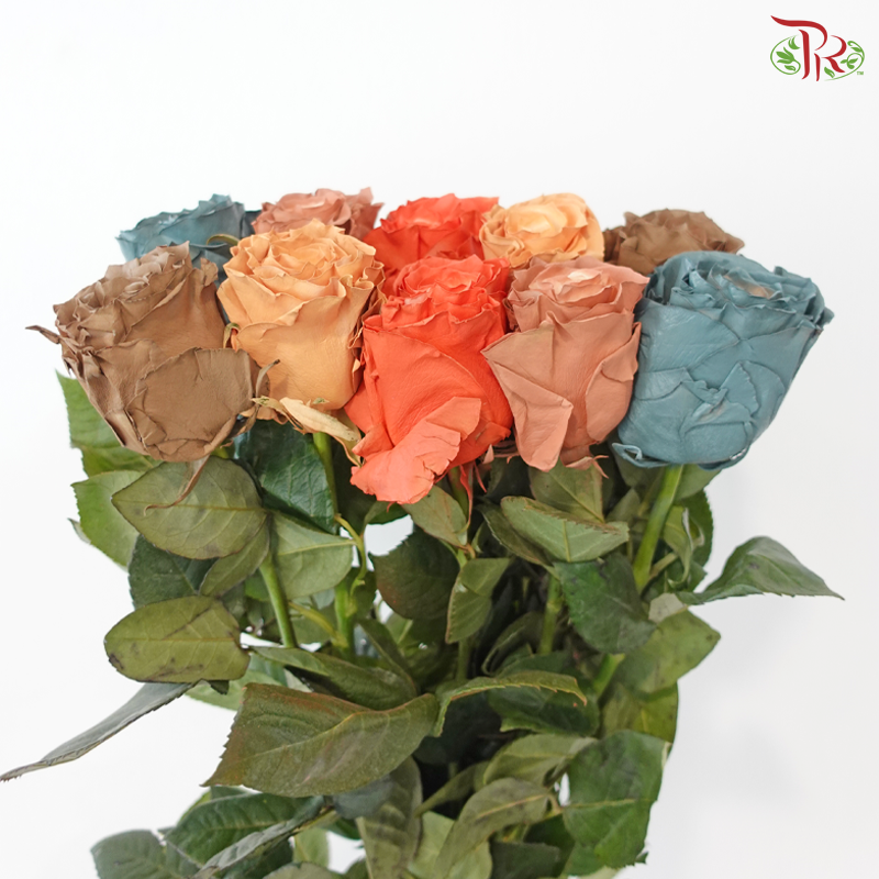 Ceres Rose - Enchanted Forest (10 Stems)