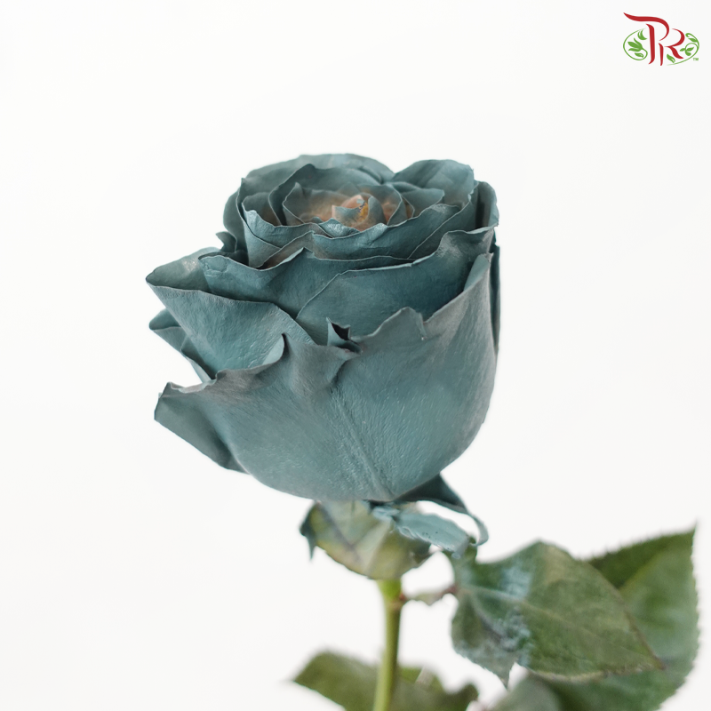 Ceres Rose - Enchanted Forest (10 Stems)