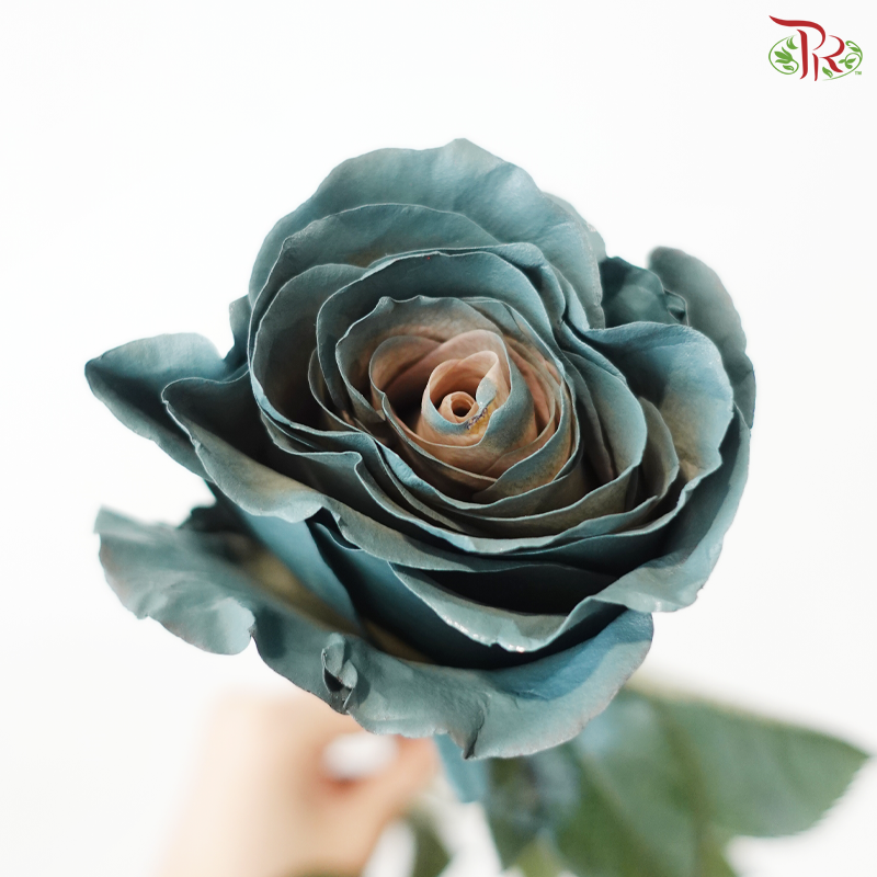 Ceres Rose - Enchanted Forest (10 Stems)