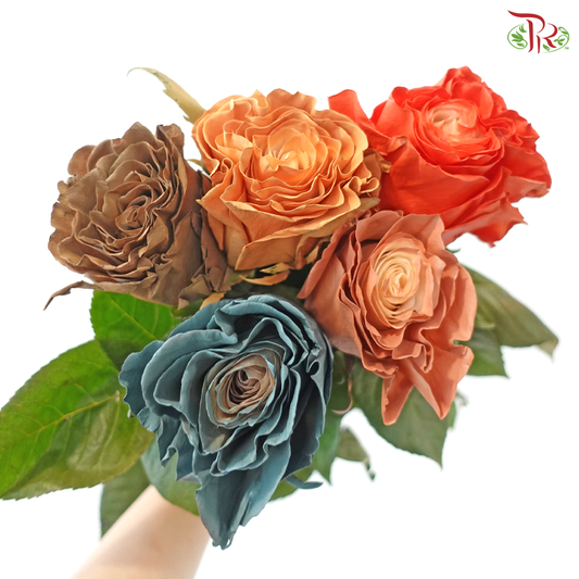 Ceres Rose - Enchanted Forest (10 Stems)