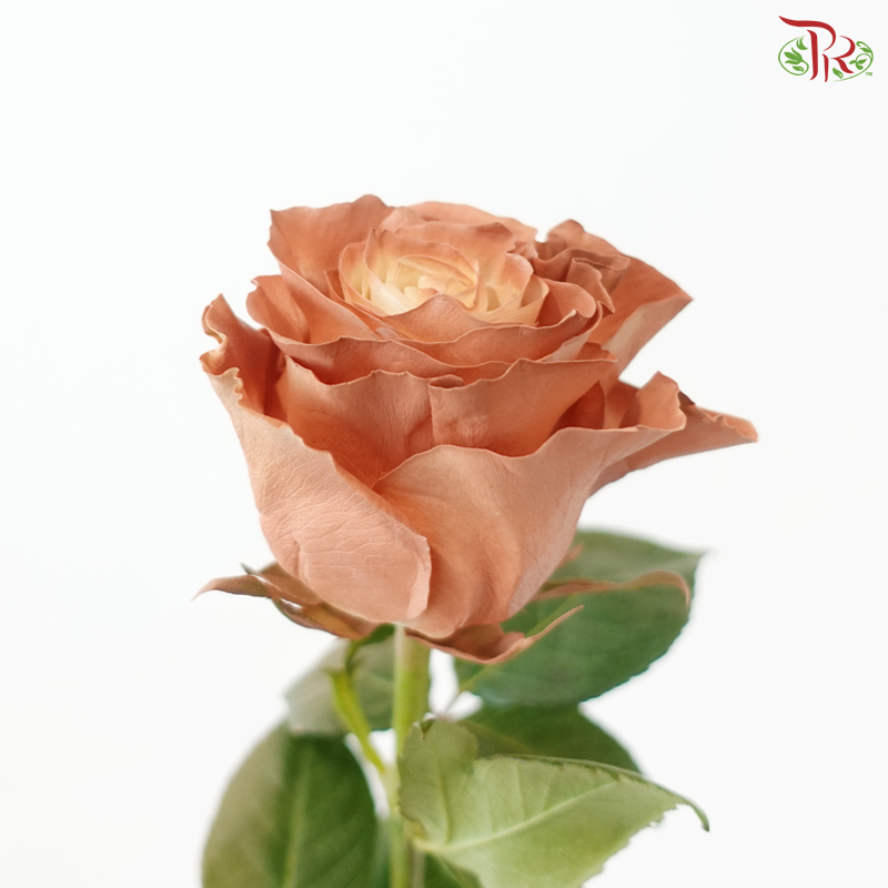 Ceres Rose - Enchanted Forest (10 Stems)