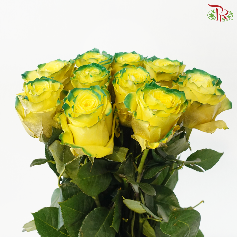 Ceres Rose - Goblin (10 Stems)
