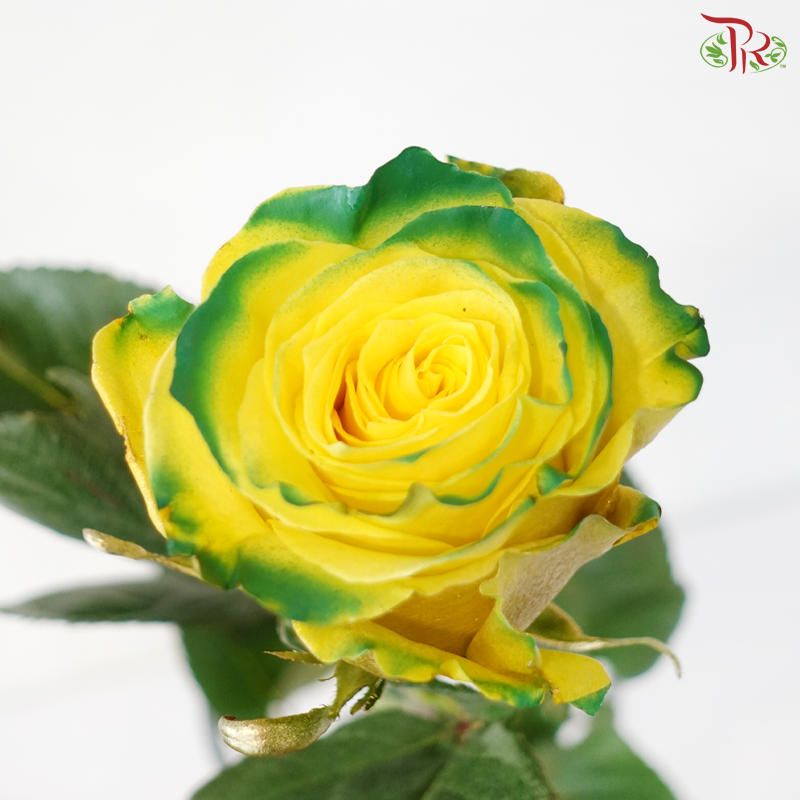 Ceres Rose - Goblin (10 Stems)