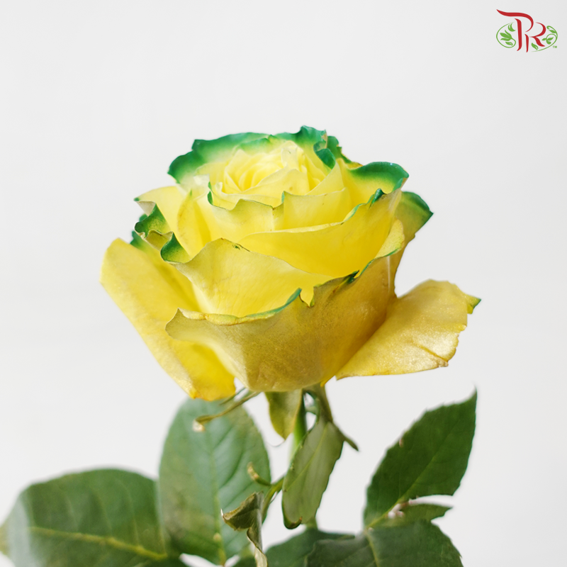 Ceres Rose - Goblin (10 Stems)