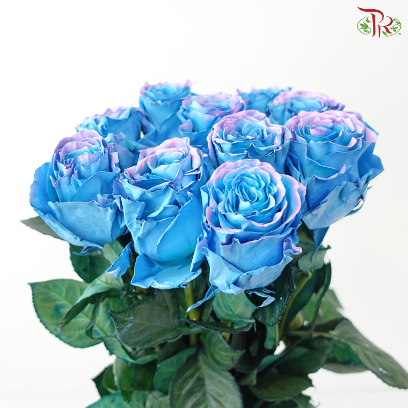 Ceres Rose - Magical Sky 1 (10 Stems)