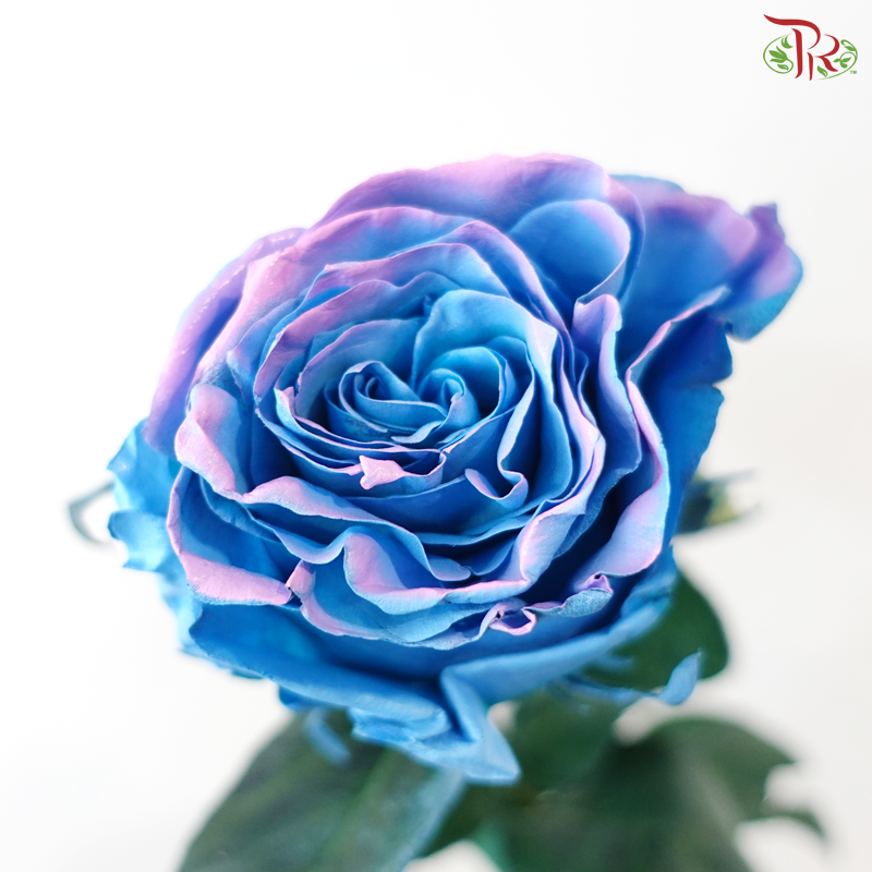 Ceres Rose - Magical Sky 1 (10 Stems)