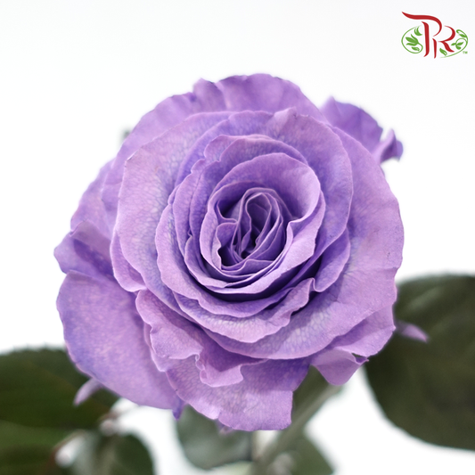 Ceres Rose - Sweet Lavender (10 Stems)