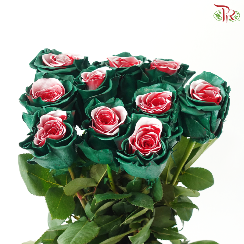 Ceres Rose - Christmas Soul (10 Stems)