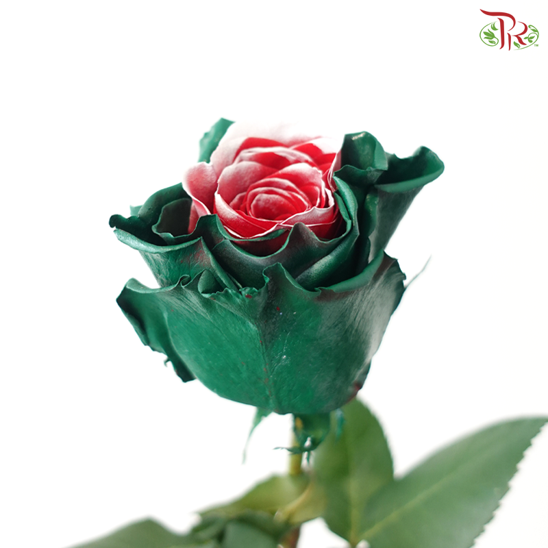 Ceres Rose - Christmas Soul (10 Stems)