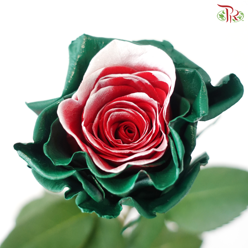 Ceres Rose - Christmas Soul (10 Stems)